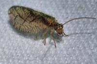 Micromus angulatus