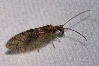 Micromus angulatus