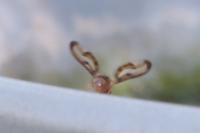 Toxoneura muliebris