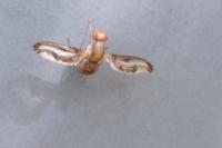 Toxoneura muliebris