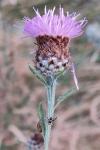 Urophora quadrifasciata