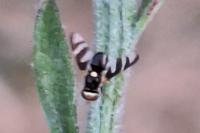 Urophora quadrifasciata