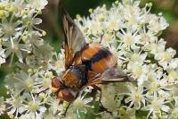 Ectophasia crassipennis