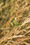 Mantis religiosa