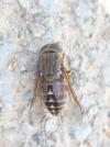 Tabanus