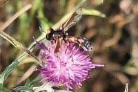 Physocephala rufipes