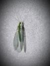 Chrysoperla carnea