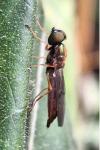 Sargus bipunctatus