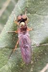 Sargus bipunctatus