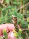 Ectophasia