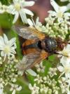 Tachina fera