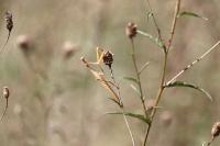 Mantis religiosa