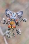 Ectophasia crassipennis