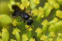 Tiphia femorata