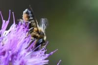 Megachile versicolor