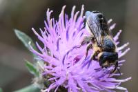 Lithurgus cornutus