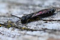 Sapygina decemguttata