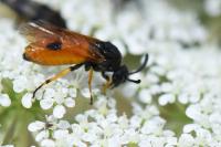Arge melanochra