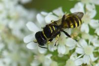 Ectemnius lituratus