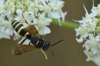 Gorytes laticinctus