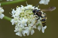 Gorytes laticinctus