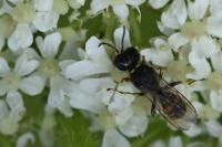 Ectemnius continuus