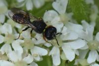 Ectemnius continuus