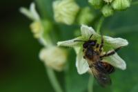 Andrena florea