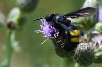 Scolia hirta