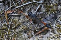 Ammophila sabulosa