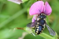 Anthidium septemspinosum