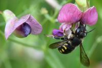 Anthidium septemspinosum