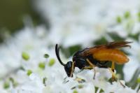 Arge melanochra