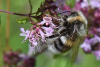 Bombus