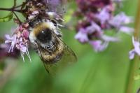 Bombus