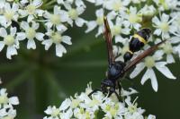 Discoelius zonalis