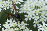Discoelius zonalis