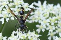Discoelius zonalis
