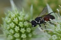 Hylaeus variegatus