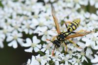 Polistes dominula
