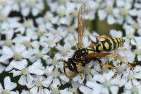 Polistes dominula