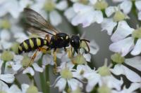 Cerceris quinquefasciata