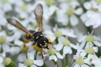 Cerceris quinquefasciata