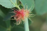 Diplolepis rosae
