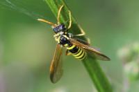 Tenthredo scrophulariae