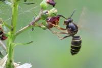 Dolichovespula media
