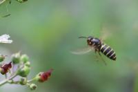 Dolichovespula media