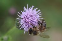 Apis mellifera