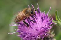 Apis mellifera