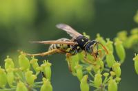 Polistes dominula